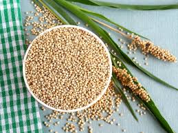 Sorghum